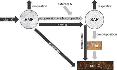 Enhanced suppression of saprotrophs by ectomycorrhizal fungi under high level of nitrogen fertilization